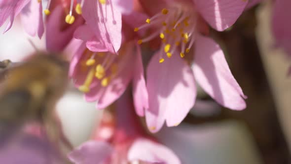 Macro shot of wild bee on pink flower collecting pollen during sunny day in garden - Slow motion fli