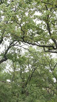 Aerial View of Green Forest in Summer