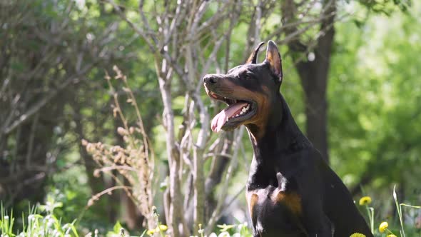 Obedient Dog Fulfills All the Trainer's Commands