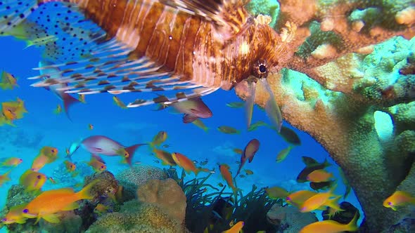 Beautiful Tropical Lion-Fish