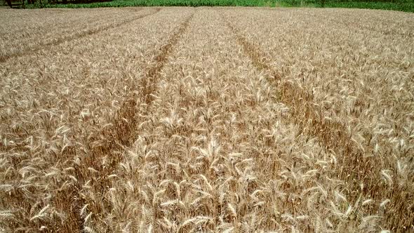 Tracking aerial shot of wheat agriculture.