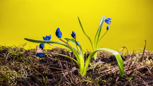 Blue Snowdrop in Spring