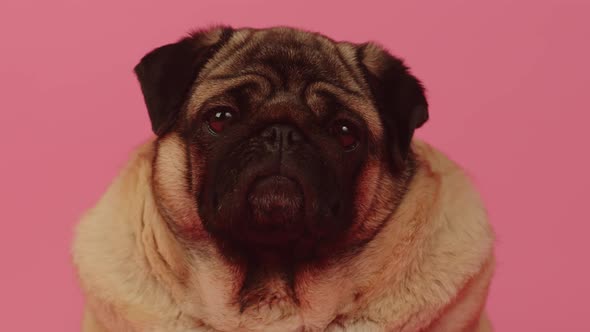 Cute Pug Sits and Looking at Camera