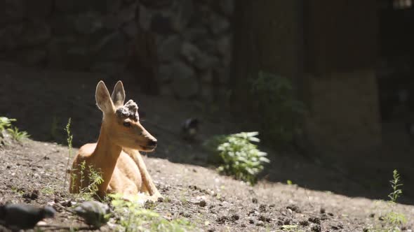 Portrait Of A Young Deer In A Forest