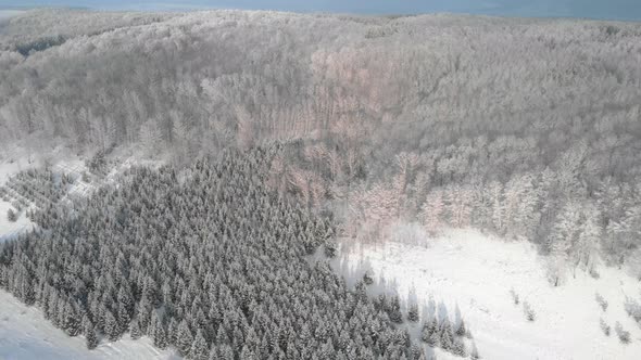 White hill with forest