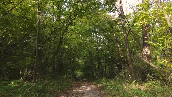 Autumn Forest Landscape with Trees By Day