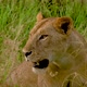 Resting Lioness - VideoHive Item for Sale