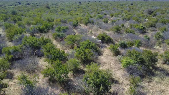 Antelope and zebras walking away through trees in Botswana, AERIAL VIEW