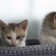 Cute Tabby Kittens in a Basket - VideoHive Item for Sale