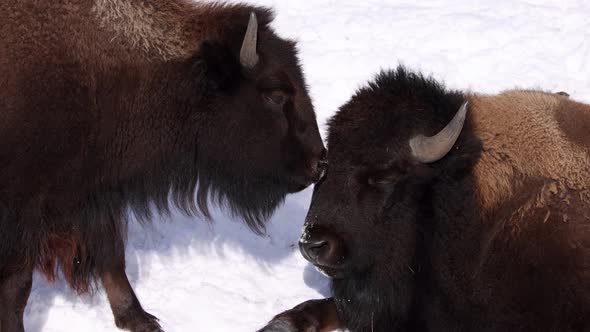 bison staying close together on cold sunny winter day cute