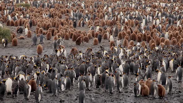 King Penguins On South Georgia Island