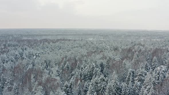 Aerial View of Boundless Winter Forest Landscape