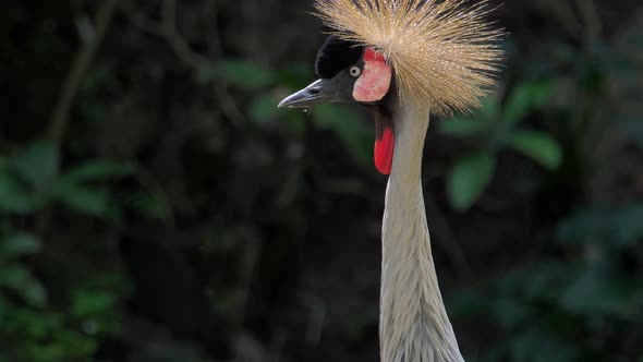 Portrait of Grey Crowned Crane (Balearica Regulorum)