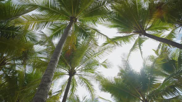 Palm trees against clear blue sky background.