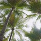 Palm trees against clear blue sky background. - VideoHive Item for Sale