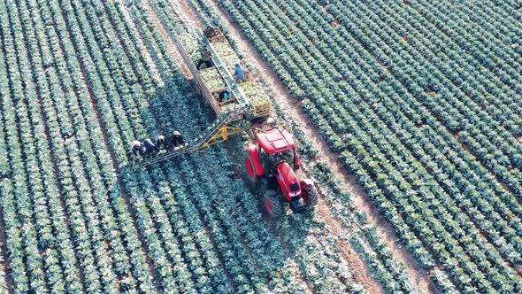 Conveyor Tractor and Farmers are Harvesting Cabbage