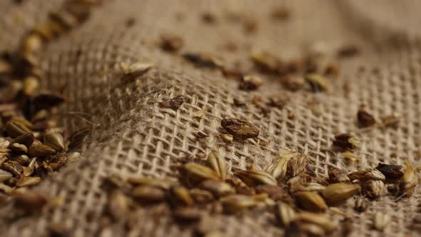 Rotating shot of barley and other beer brewing ingredients 