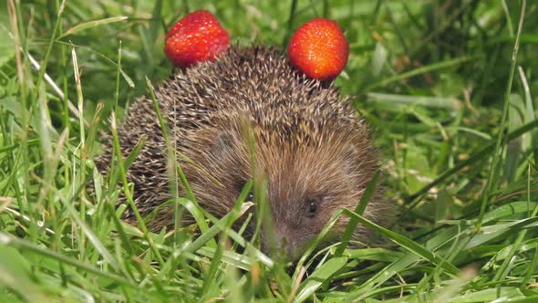 Hedgehog with Strawberry on Needles Hides in Forest Grass