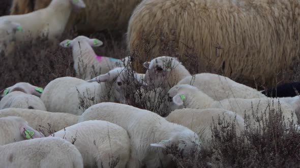 Lambs on the heather, close up, slowmotion 60fps