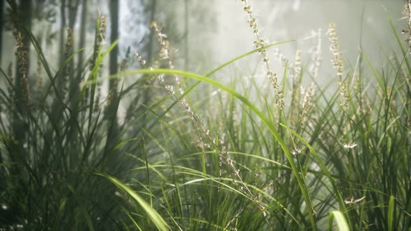 Grass Flower Field with Soft Sunlight for Background