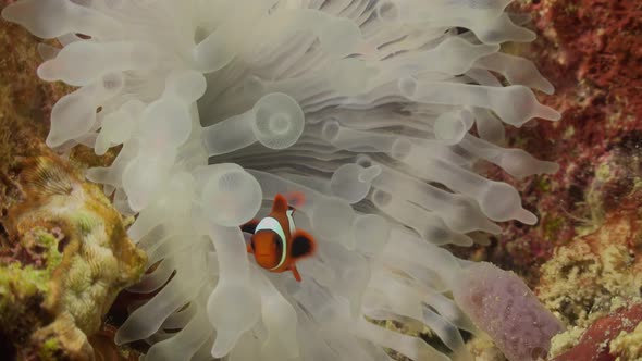 Clown fish swimming inside white sea anemone on coral reef, close up shot.