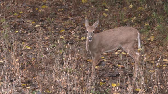 whitetail deer in the wild