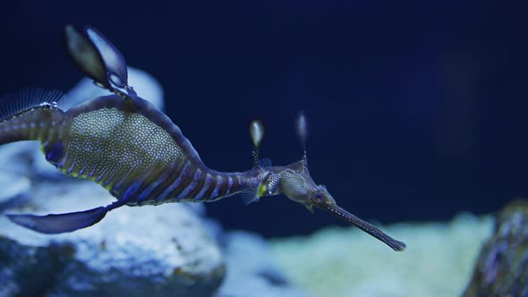 Common seadragon swimming in water