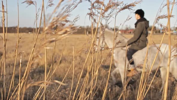 A girl riding her white horse through a reed field in winter time in slow motion.