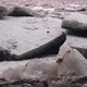 Huge Ice Loads Drift in the River Ogre, Latvia. Stedicam Shot 4K - VideoHive Item for Sale