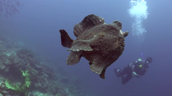 Giant Frogfish (Antennarius commerson) swimming in free water with scuba diver in background