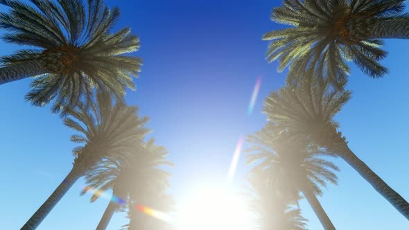 Palm Alley View From Below