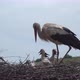 White Stork - VideoHive Item for Sale