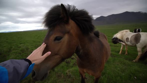 Icelandic Horse in Scenic Nature of Iceland