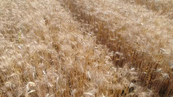 Wheat Field (4K)