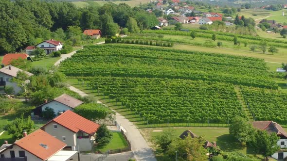 Vineyards and houses on hills, Styria, Slovenia