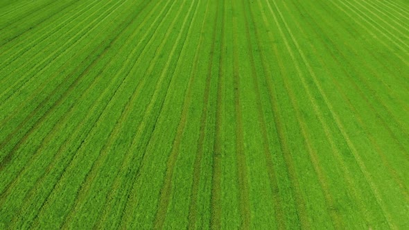 Aerial View Over Vivid Saturated Green Field of Mowed Wheat