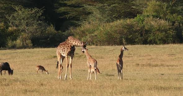 Masai Giraffe, giraffa camelopardalis tippelskirchi, Mother and Calf walking through Savannah
