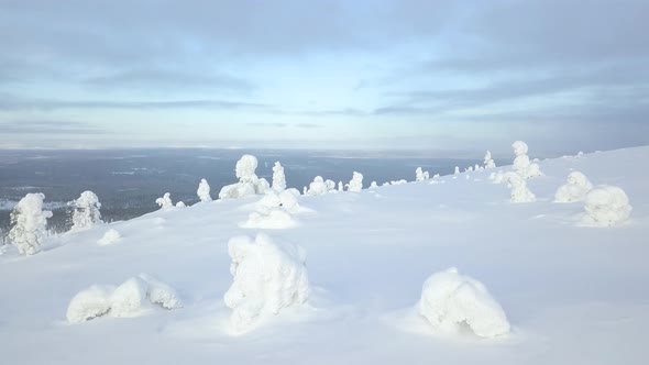 Flying drone over snow covered trees revealing a snowy winter wonderland landscape in Pallas-Yllastu