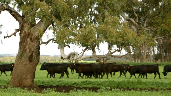 Cows walking in an open field on the countryside of Australia