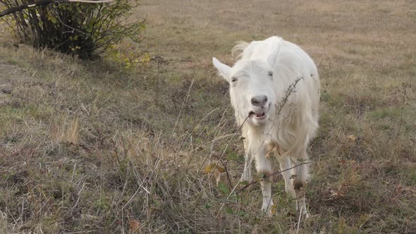 White domesticated goat feeding in nature 4K 2160p 30fps UltraHD footage - One white domestic animal