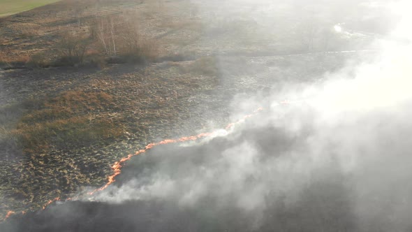 Large-scale Fires. Burning Grass and Trees in a Large Area.