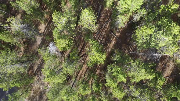 Flying over pine tree forest looking down at tree tops