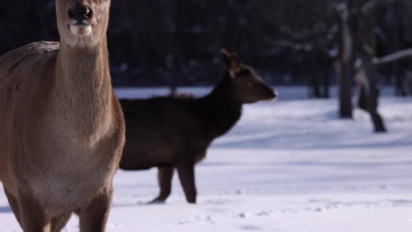 elk rack focus to background female walking in powder snow slomo