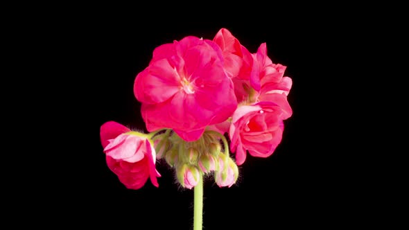 Time Lapse of Opening Red Geranium Pelargonium Flower