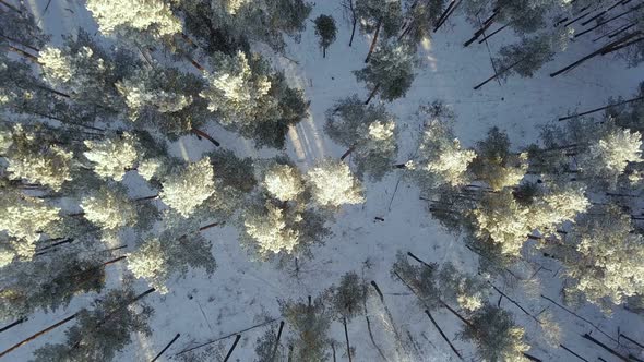 Winter Nature Forest