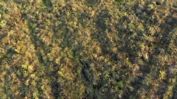 Drone View of the Swampy Area in the Northern Regions