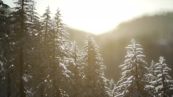 Beautiful Winter Landscape in the Mountains