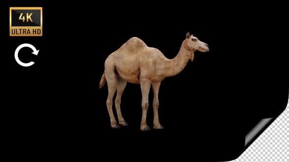 4K - Camel İdle 