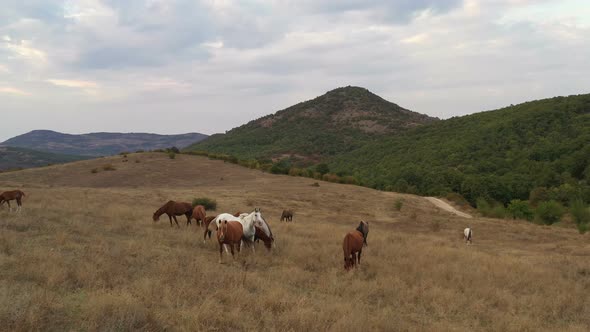 A Herd Of Horses Shot With A Drone In The Wild 