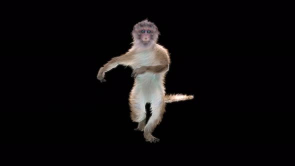 Monkey Dance 4K